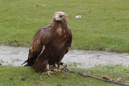 パートナーを組む鷲とは、5年間ほどを共に過ごします。