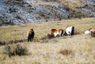 ホスタイ国立公園で野生馬タヒを見学します。