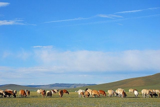 SD-503 ウギーまたはナイムンノール 乗馬体験
