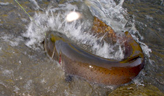 SD-601 乗馬から釣りへ 内容アレンジ 釣りぷらん 1日