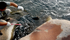 SD-603 内容アレンジ 釣りぷらん フブスグルフィッシング 1日