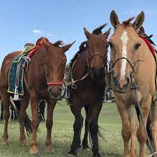 SD-622 フェルト馬またはひつじ髪留め（ヘアゴム）づくり体験