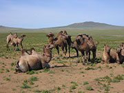 SC-153 スポット らくだで砂丘に行こう ゲル泊☆ふたこぶラクダ＝ライディング 5・6日間